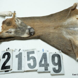 Whitetail deer cape 7.75x21x22x23+