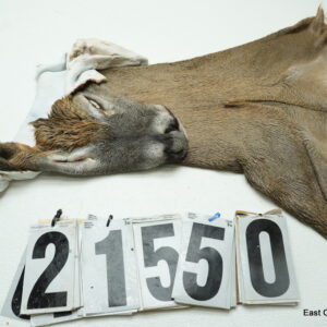 Whitetail deer cape 7.75x21x22x23+