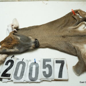 Whitetail deer cape 7.5x21x22x23