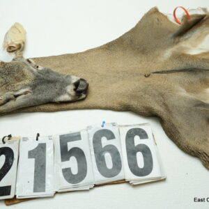 Whitetail deer cape 7.25x16x17x18