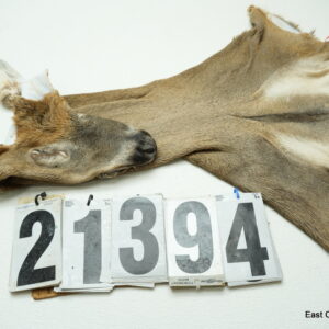 Whitetail deer cape 7.25x17x17x18
