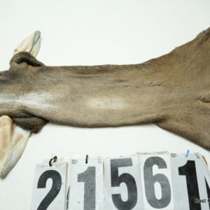 Whitetail deer cape 7.25x18x19x20
