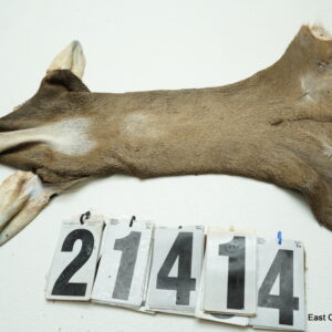 Whitetail deer cape 7.25x18x19x20