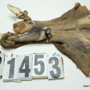 Whitetail deer cape 6.75x17x18x19