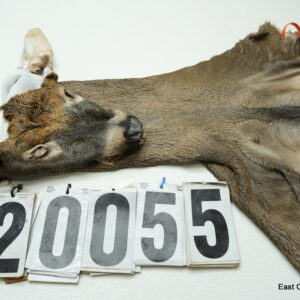 Whitetail deer cape 7.25x18x19x20