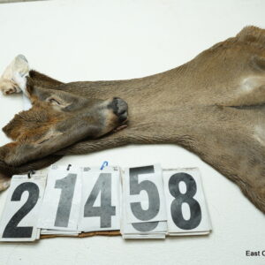 Whitetail deer cape 7.25x19x20x21