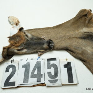 Whitetail deer cape 7x15x16x17