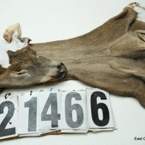Whitetail deer cape 6.75x17x18x19