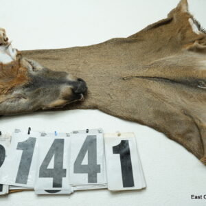 Whitetail deer cape 7.75x20x21x22