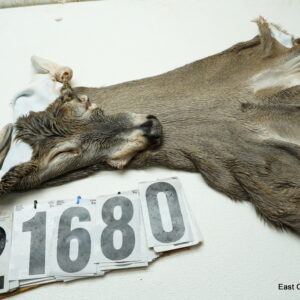 Whitetail deer cape 8x21x22x23+