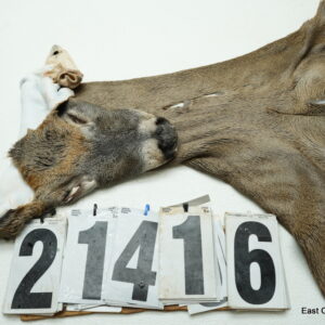 Whitetail deer cape 7.25x17x18x19