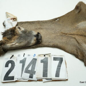 Whitetail deer cape 7.25x20x21x22