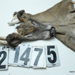 Whitetail deer cape 7.5x19x20x21