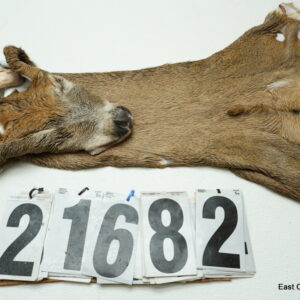 Whitetail deer cape 7.25x17x18x19